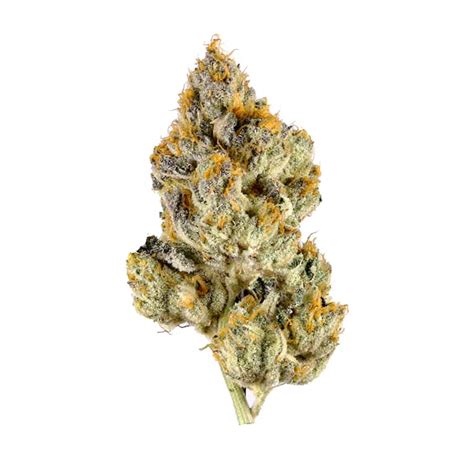 orangutan tits|Orangutan Titties Marijuana Strain Information & Reviews